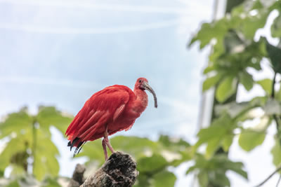 Fauna de Trinidad